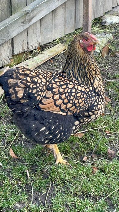 Găina Wyandotte gsg