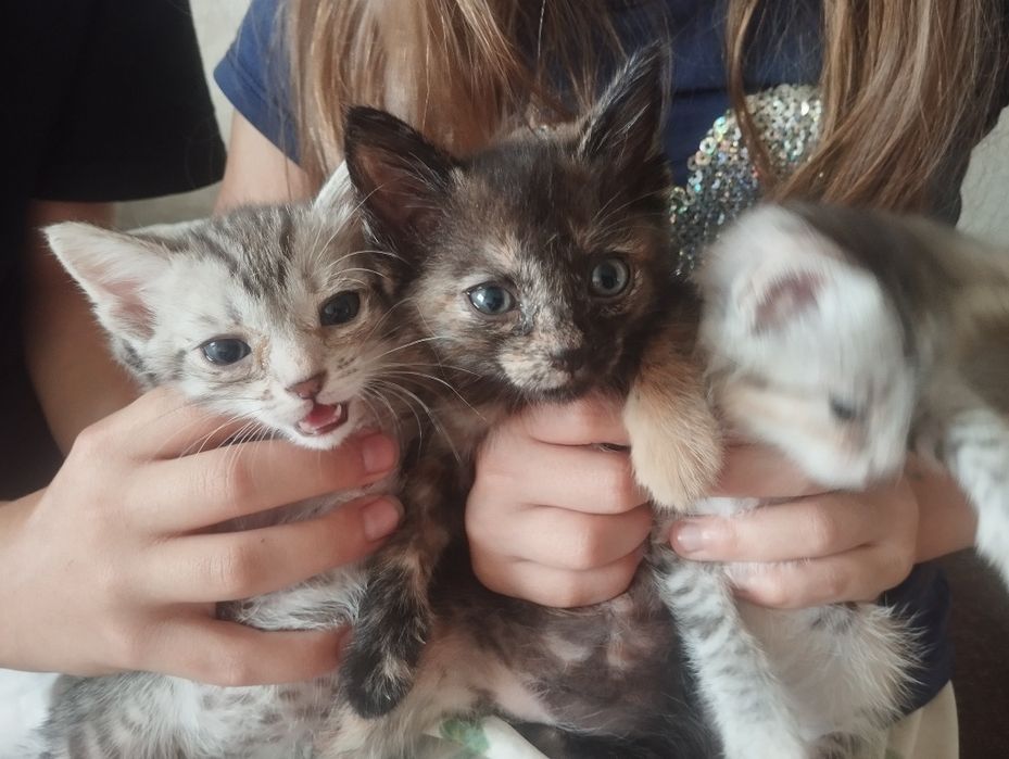 Отдадим котят Майкудук