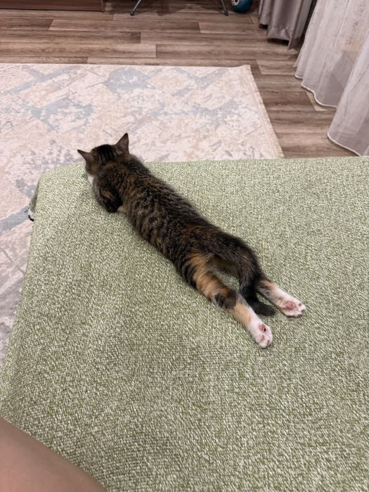 Отдам котенка в добрую семью