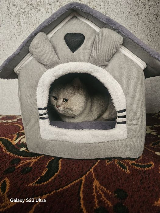 Serebristaya Shinshilla Britan