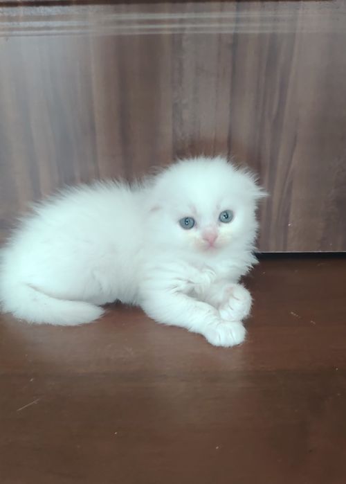 Британские  чистокровные котята.