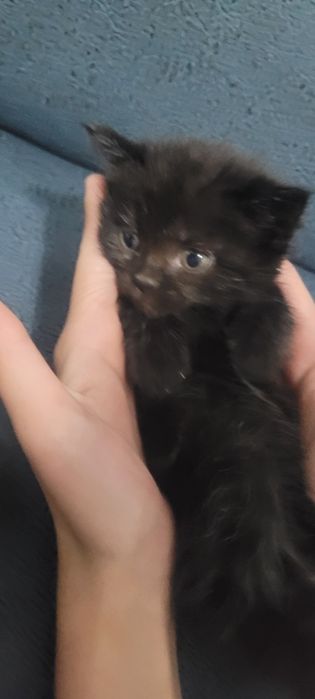 Котёнок 2 месяца
