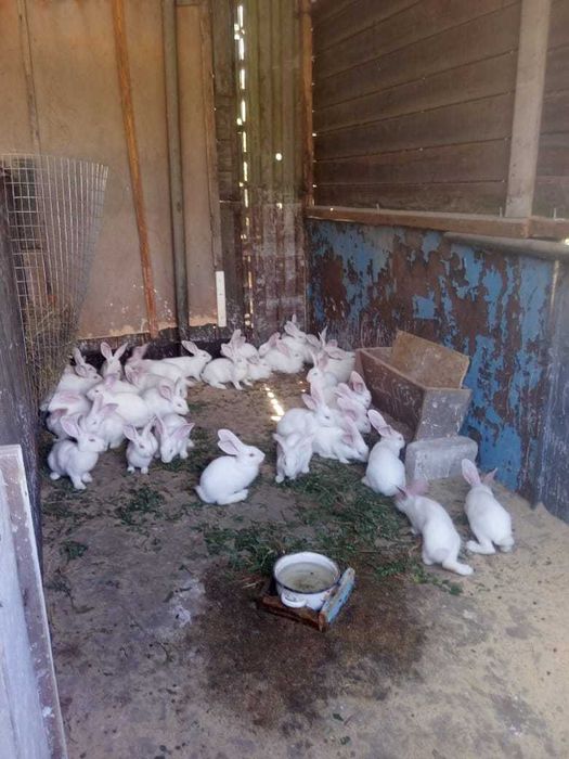 Продам кроликов.