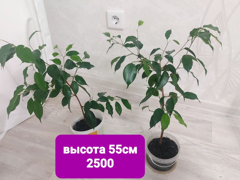 Продам фикус бенджамина