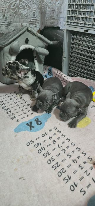 Предлагаю щенков Французский бульдог