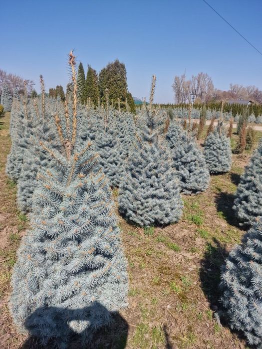 Газон ель озеленение