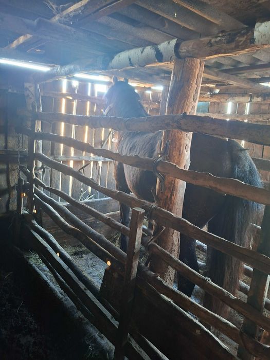 Продам табунный жеребец