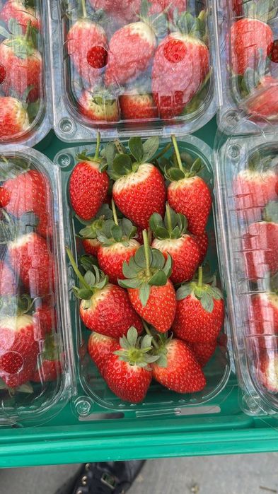 Свежие клубника, "zam_fruit" фирмаси