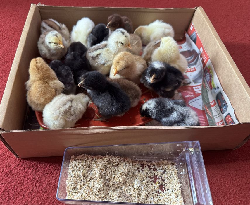 Puișori de găină 3 săptămâni