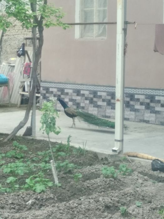 Товус "Павлин" сотилади