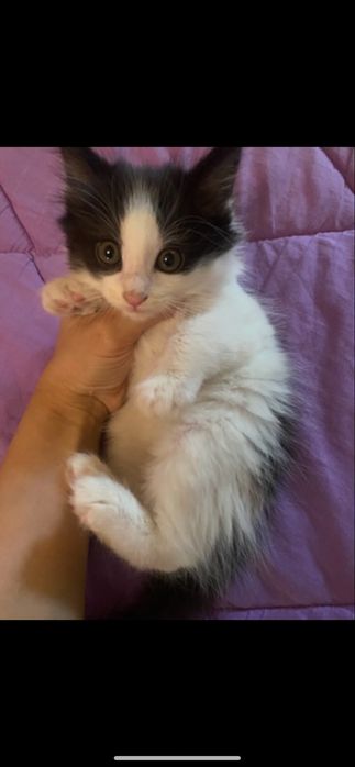 Котенок 2 месяца мальчик