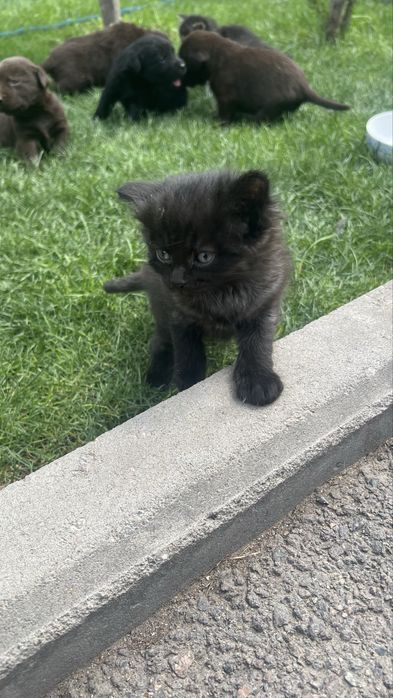 Отдам котят в хорошие руки