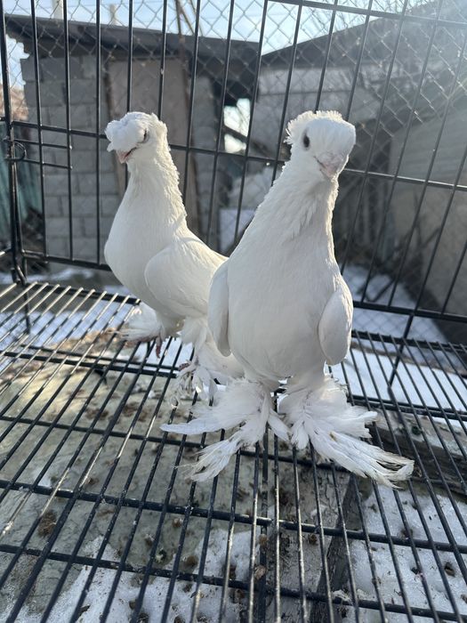 Голуби на продажуу