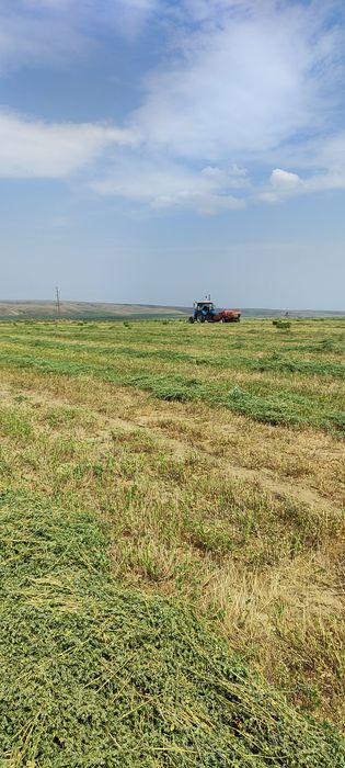 Шөп бар. жоңышқа. Клеверь.