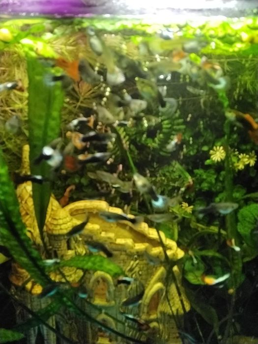 Аквариумные рыбки