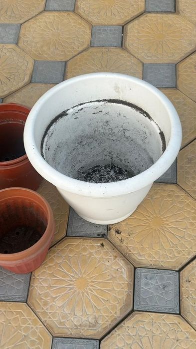 Продам или Обмен на цветы