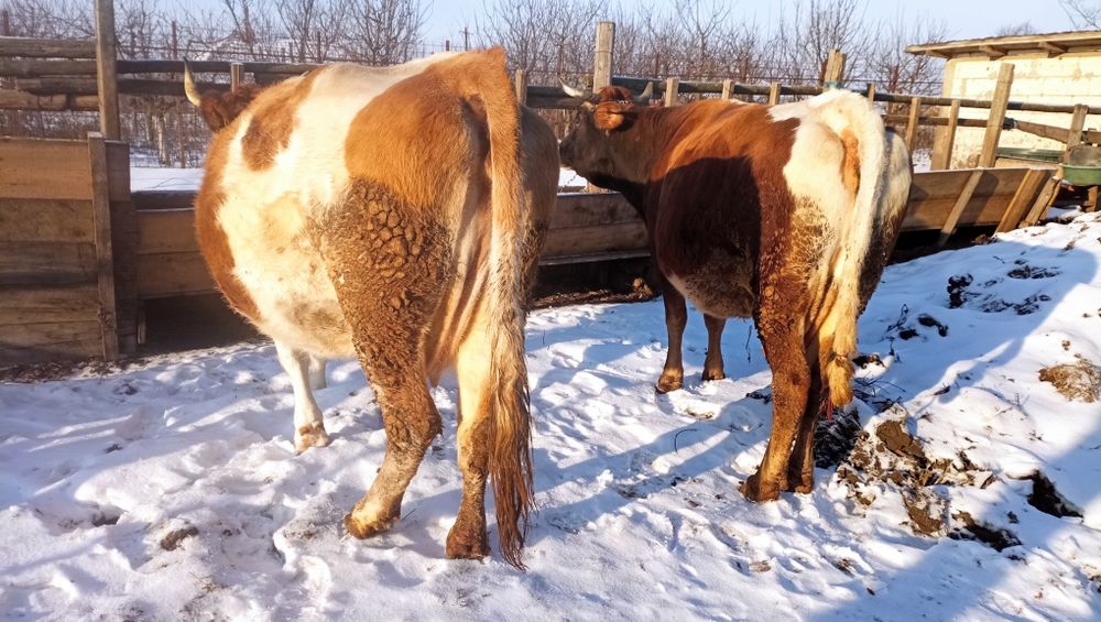 Vând vacă la alegere s-au ambele