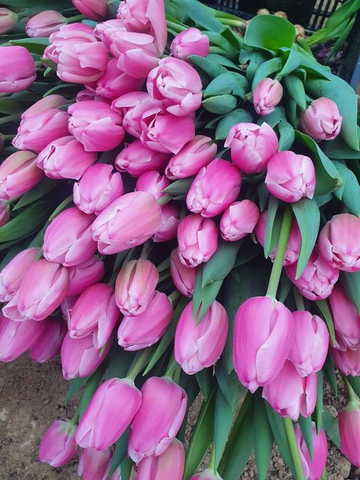 Тюльпаны тепличный Алматы