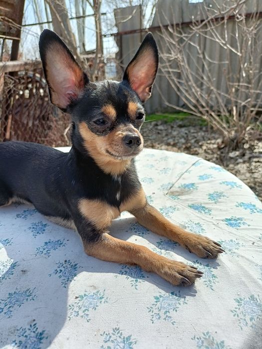 Вязка  кабель чихуахуа