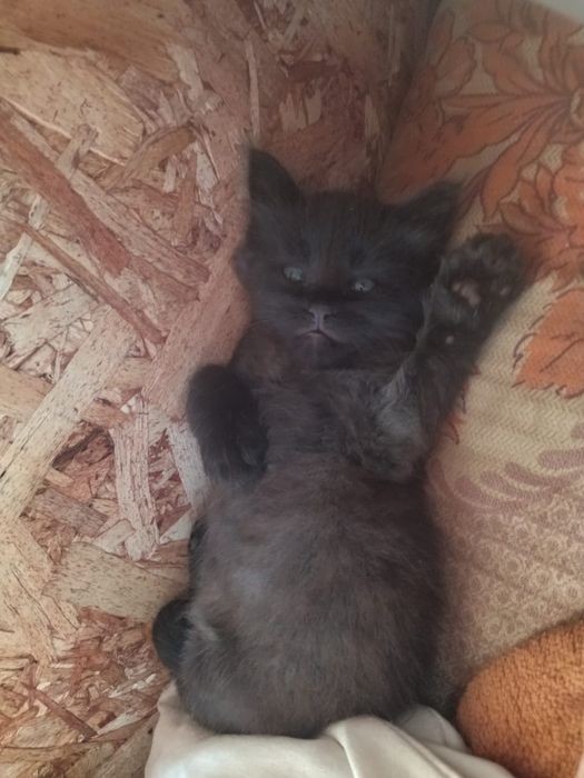 Продам котят Мейн-куна