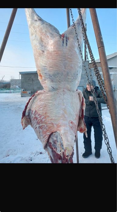 Тай кунан    Лошади