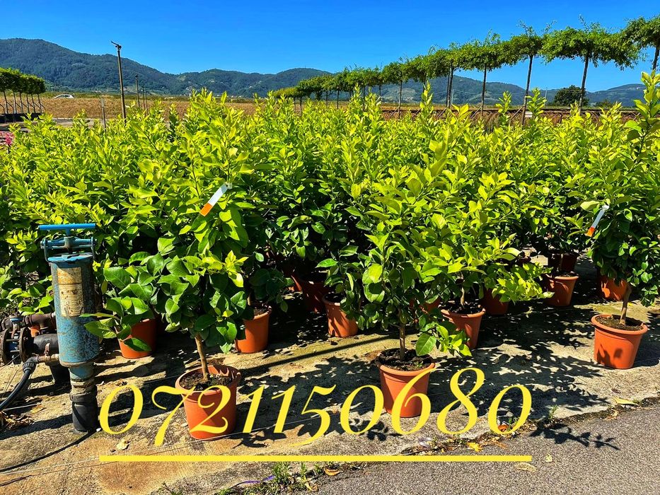 Leandru ( Nerium ) oleandru, lămâi, mandarin, buxus glob, maslin