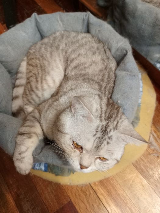 Шотландцы коты и кошки