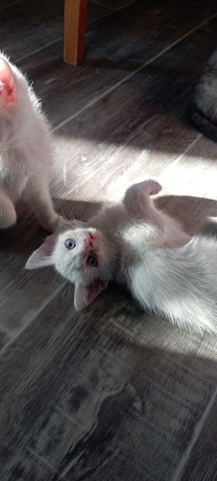 Продам котят ангорка.