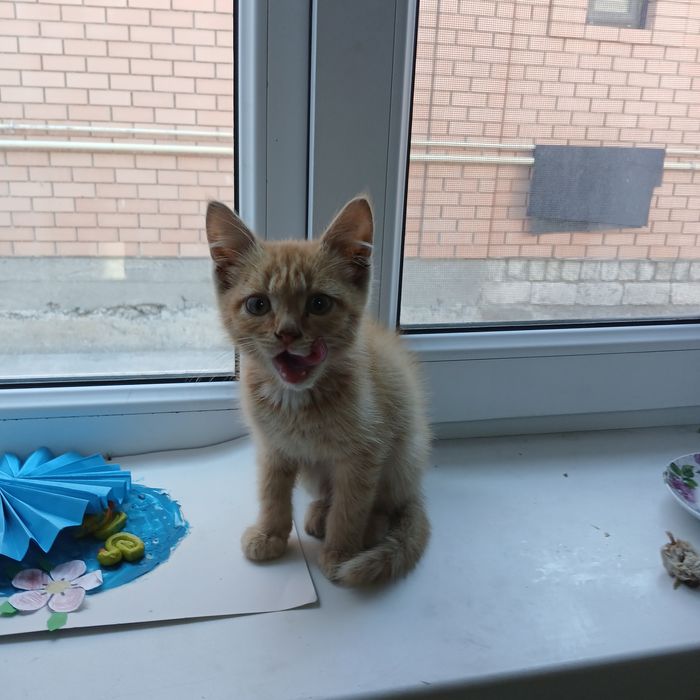 Отдам  котёнка  в добрые  руки