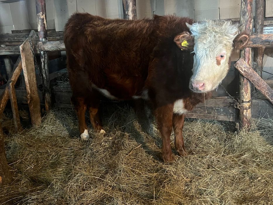 Продам телку 11 месяц