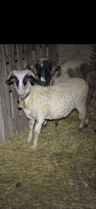 Noatină din oaie bună