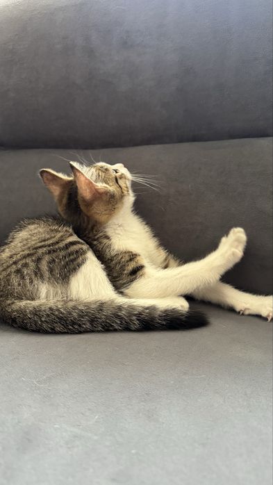 Отдам мальчика котенка