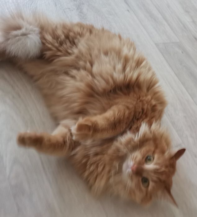 Кошечка в добрые руки