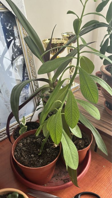 Продам молочай гранта