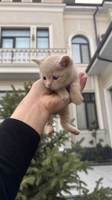 Mushuk bolalari sotiladi fold mushukchalar