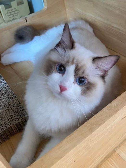 Привозные РЕГДОЛЛЫ!!