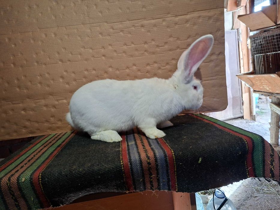 Зайци великани големи и малки