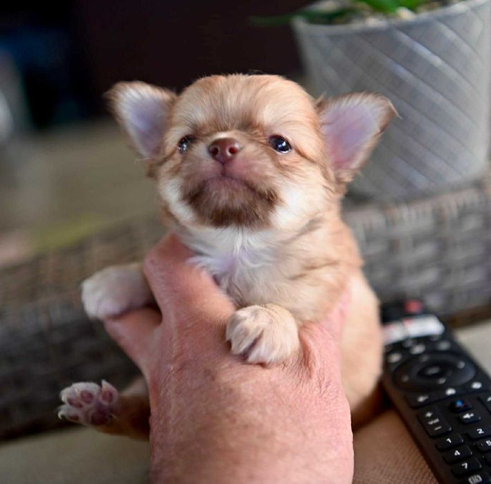 Мъжко дългокосместо мини чихуахуа