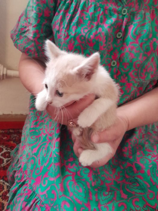 2 ойлик овкат ейди