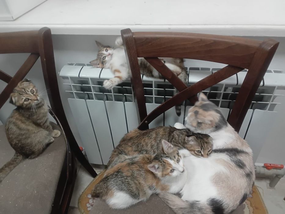 Котята в добрые руки, бесплатно.