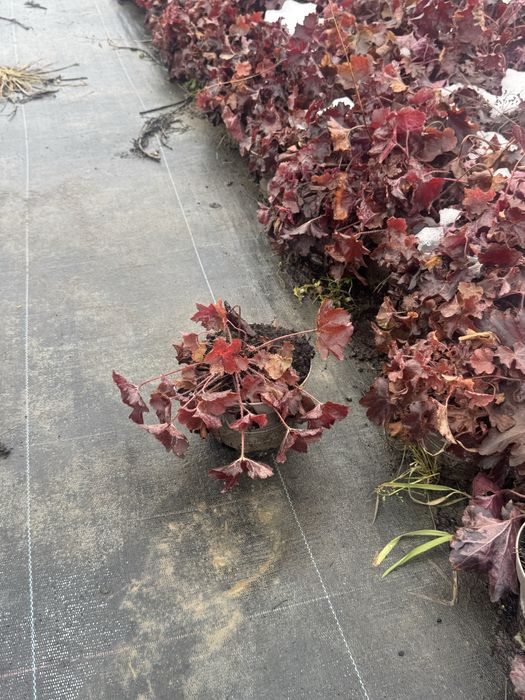 Хойхера мелтинг файър