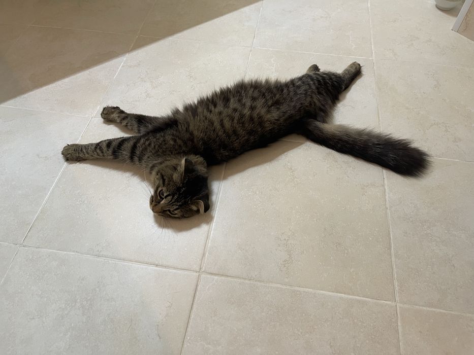 Кошечка кошечка кошечка ищет дом