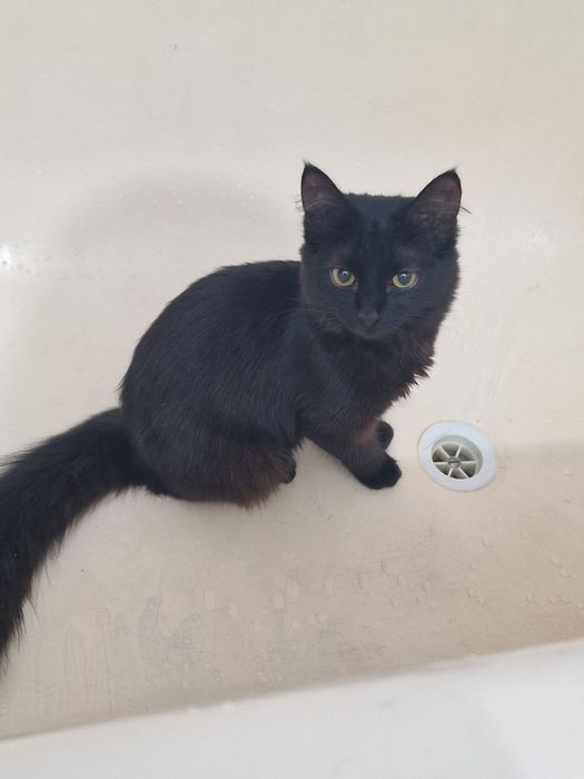 Отдам девочку 5 месяцев