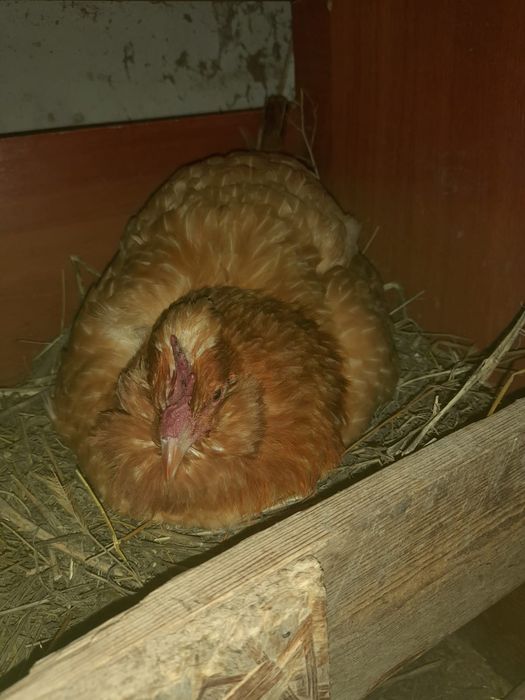 Кұрк квочка наседка