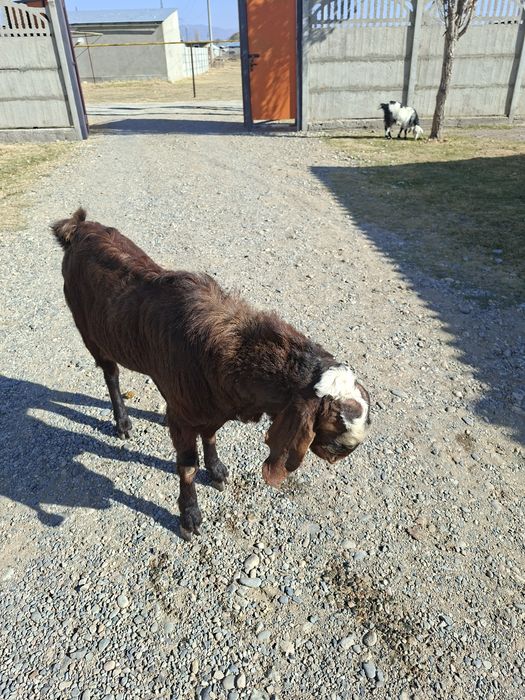 Казел теке битал