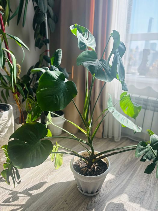 Крупные комнатные растения