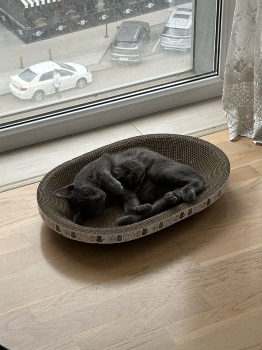 Ищем дом для милой кошечки!