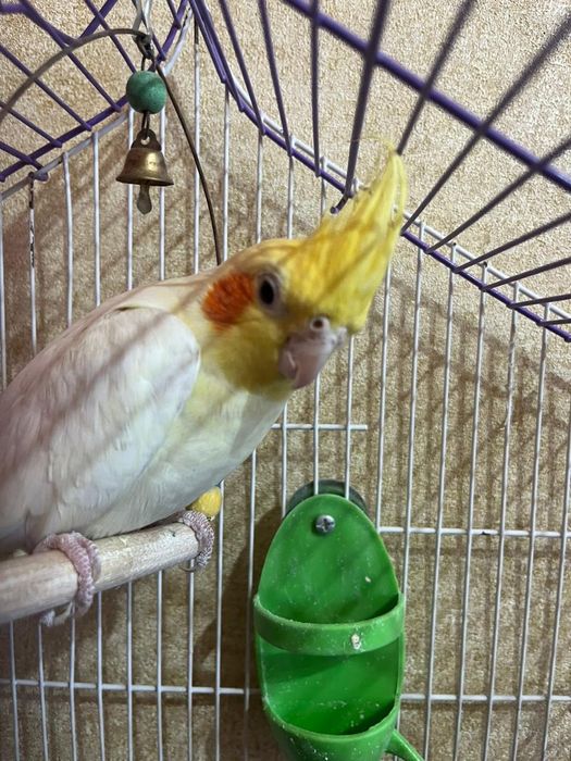 Продам попугая корелла