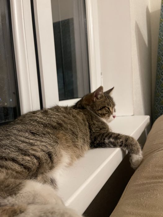 Кошка домашняя бесплатно