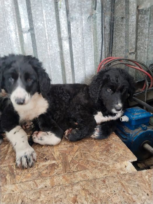 Тазы кушик сатылады